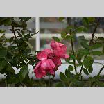 a20delle-DSC_0735