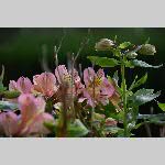 a20delle-DSC_0739