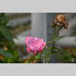 a20delle-DSC_0743
