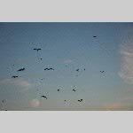 a20stpair-DSC_0196