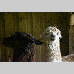 a21zoo-20210709_111159