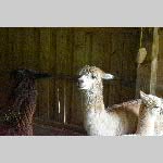 a21zoo-20210709_111204