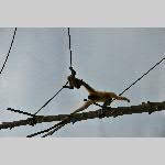 a21zoo-20210709_112912