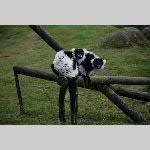 a21zoo-20210709_132854