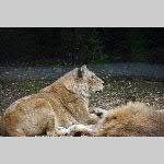 a21zoo-20210709_142700