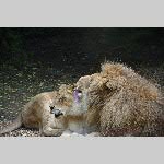 a21zoo-20210709_142934