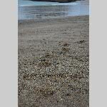 a22rv-DSC_0416